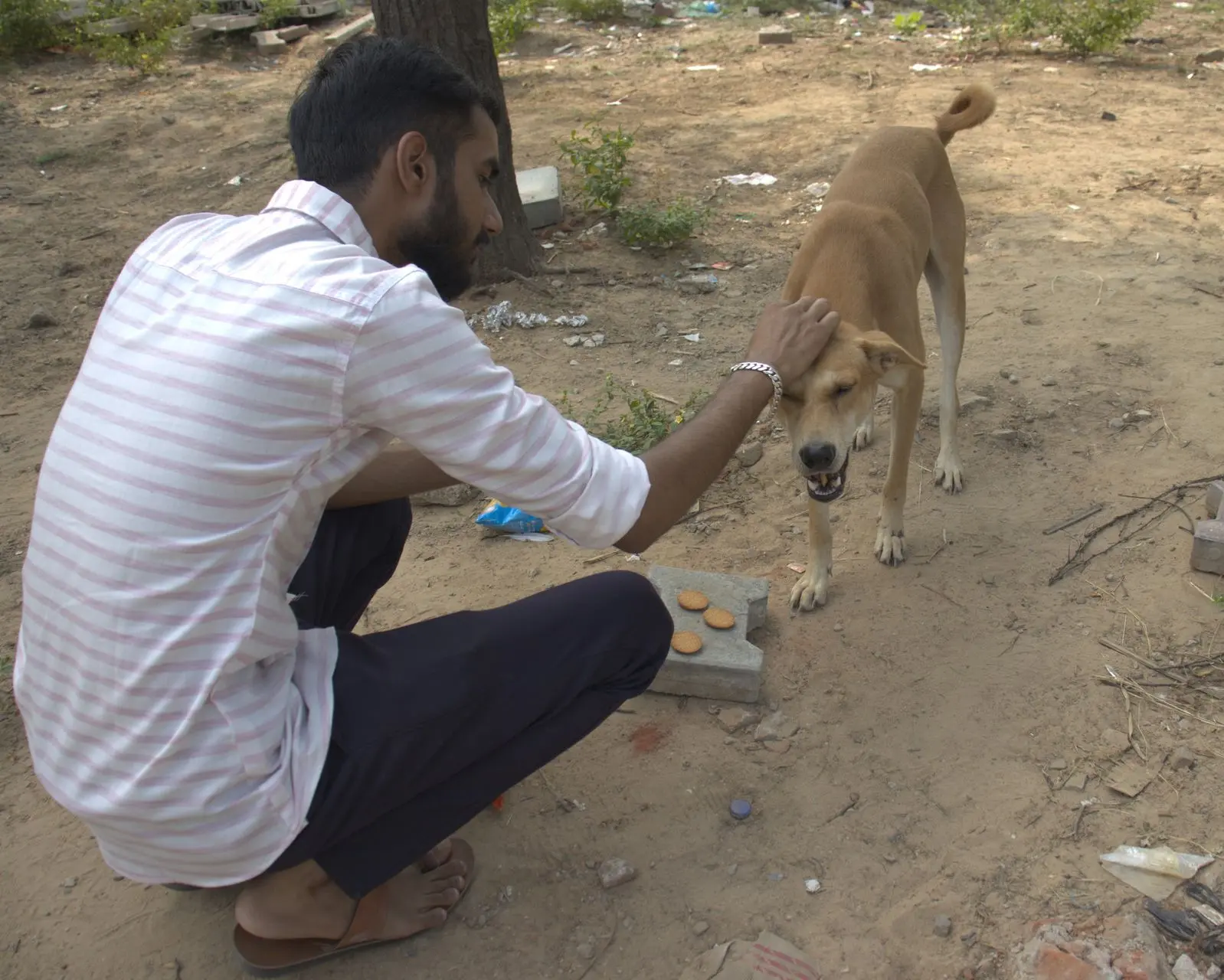 feeding the dogs